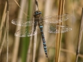 BlaugrÃ¼ne Mosaikjungfer (Aeshna cyanea)