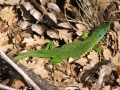 4.Ramarro