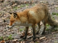 Rotfuchs
