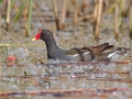 6.Gallinella d'acqua