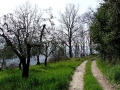 morgnano2