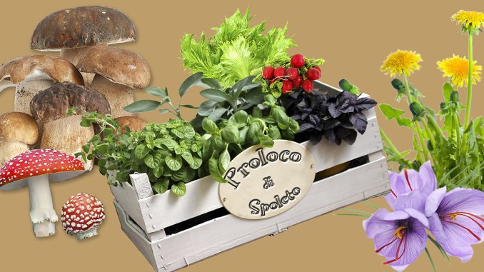 <!--:it-->26^ MOSTRA MERCATO DEI FUNGHI E DELLE ERBE SPONTANEE<!--:--><!--:en-->26th MUSHROOM AND WILD HERBS EXHIBITION<!--:--> @ Piazza Garibaldi e Auditorium della Stella